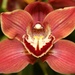 Orchid by harbie