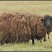 A Sheep In Wool's Clothing... by soylentgreenpics