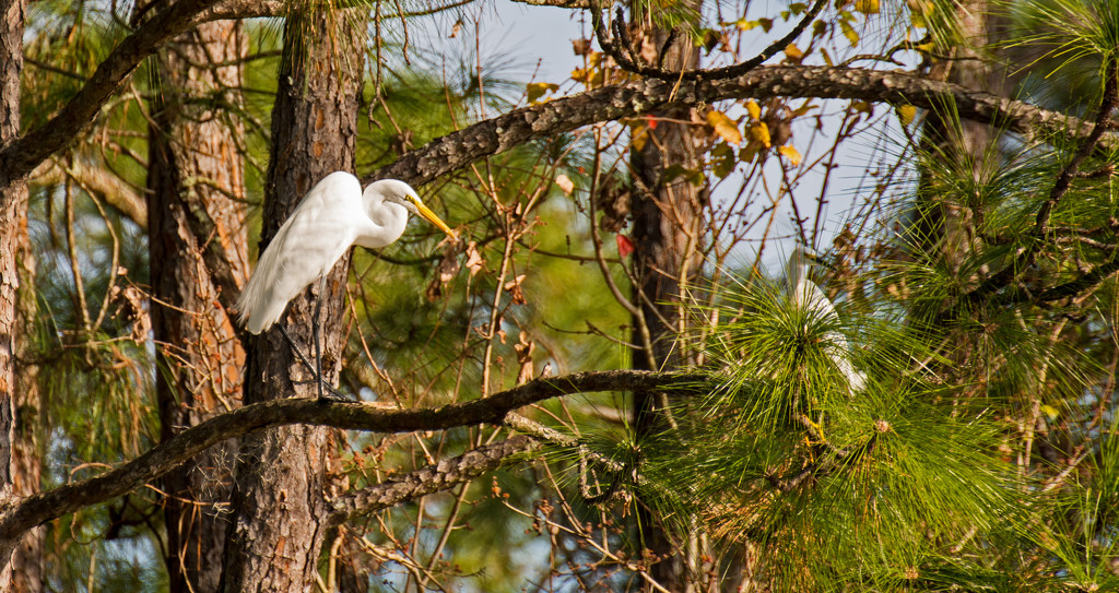 Egret and Snowy Egret Sharing a Limb! by rickster549
