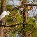 Egret and Snowy Egret Sharing a Limb! by rickster549