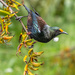 Tui - covered in pollen by yorkshirekiwi