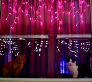 26th Dec 2018 - How Much Are Those Cats In The Window?