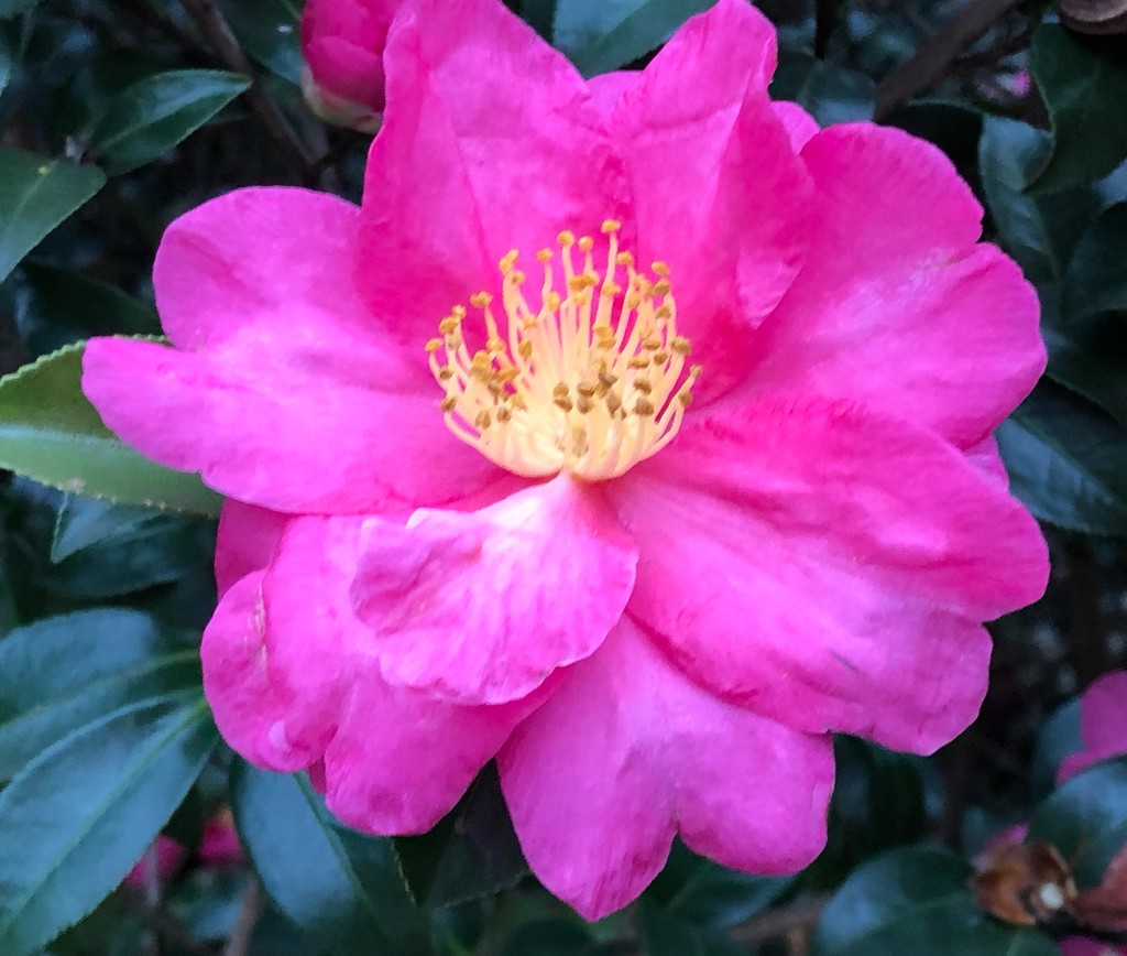 Sasanqua camellias are in peak bloom in our area by congaree