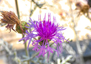 31st Dec 2018 - Spotted Knapweed