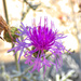 Spotted Knapweed by ludwigsdiana