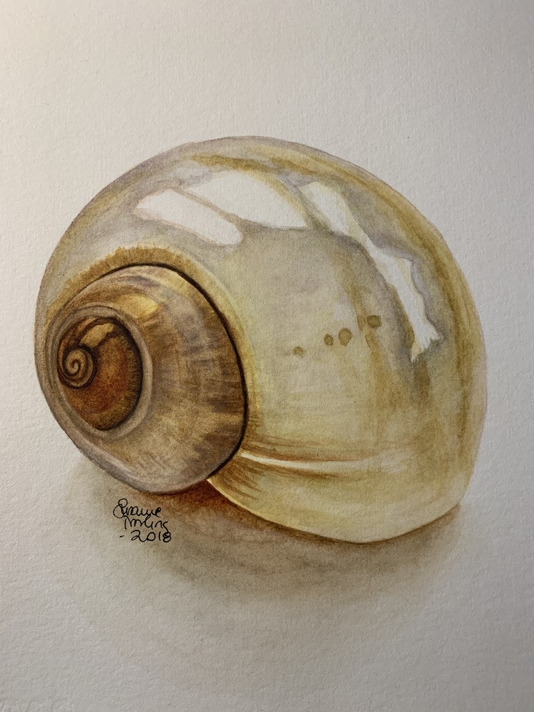 Shiny Shell  by pesus