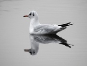 27th Dec 2018 - Iremongers Pond Black headed Gull