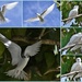 Cocos Fairy Terns (Gygis alba)... by merrelyn