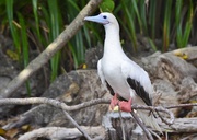 20th Aug 2018 - Red Footed Boobie_DSC5631