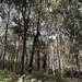 Eucalypt forest by pusspup