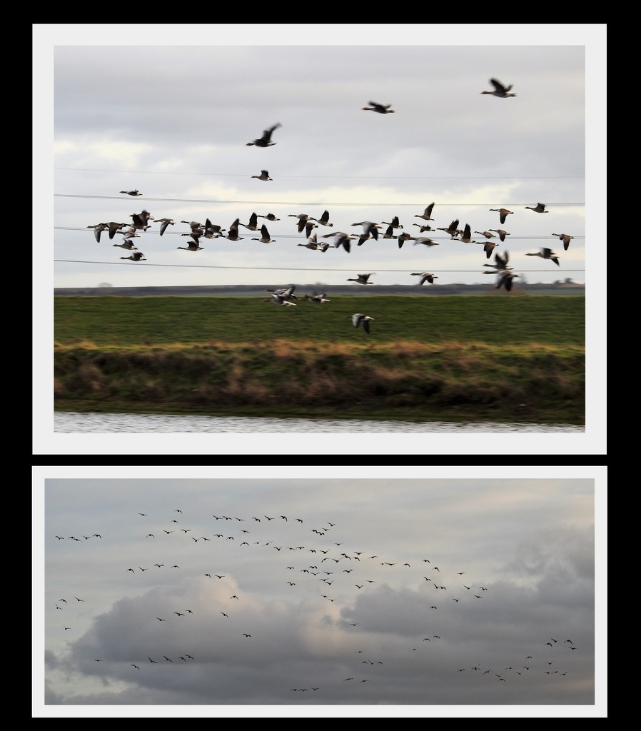 Flight of the Canada Geese by oldjosh