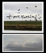 29th Dec 2018 - Flight of the Canada Geese
