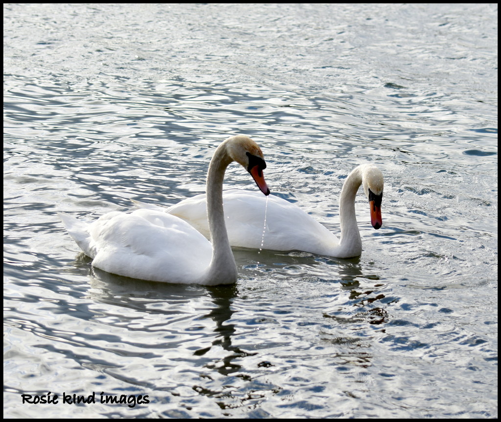 A pair of swans by rosiekind