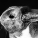 Tigger the Rabbit  by rjb71