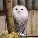 Snowy Owl by gillian1912