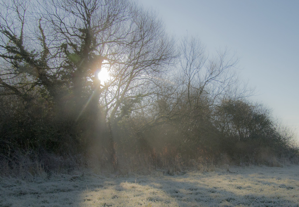 Winter sunshine by shepherdman