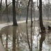 The Oconee Floods Again  by gratitudeyear