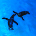 swimming penguins by jernst1779