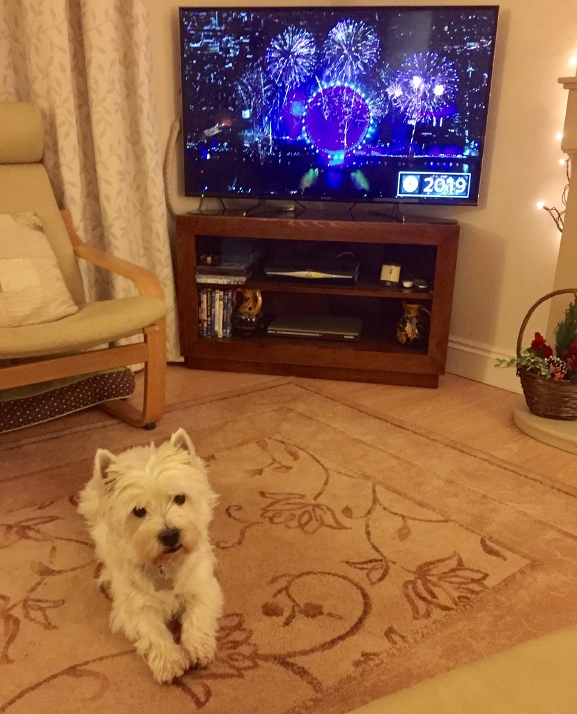 Finlay says Happy New Year by pamknowler