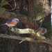 Eastern Bluebirds by annepann