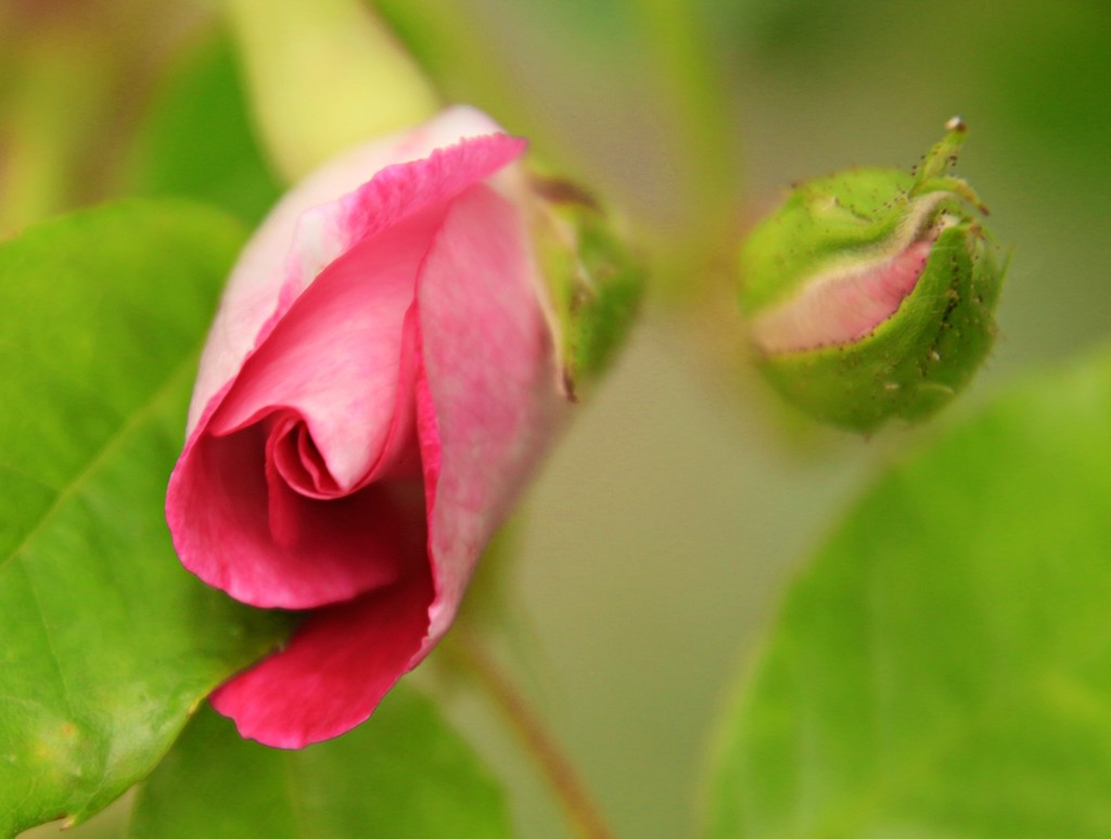 Rosebuds by kiwinanna