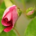 Rosebuds by kiwinanna