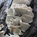 More Fungi by oldjosh