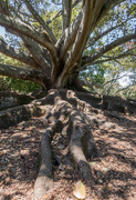20th Dec 2018 - Moreton Fig Tree (Ficus Macrophylla)