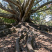 Moreton Fig Tree (Ficus Macrophylla) by creative_shots
