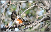 29th Dec 2018 - Staring Spotted Towhee...