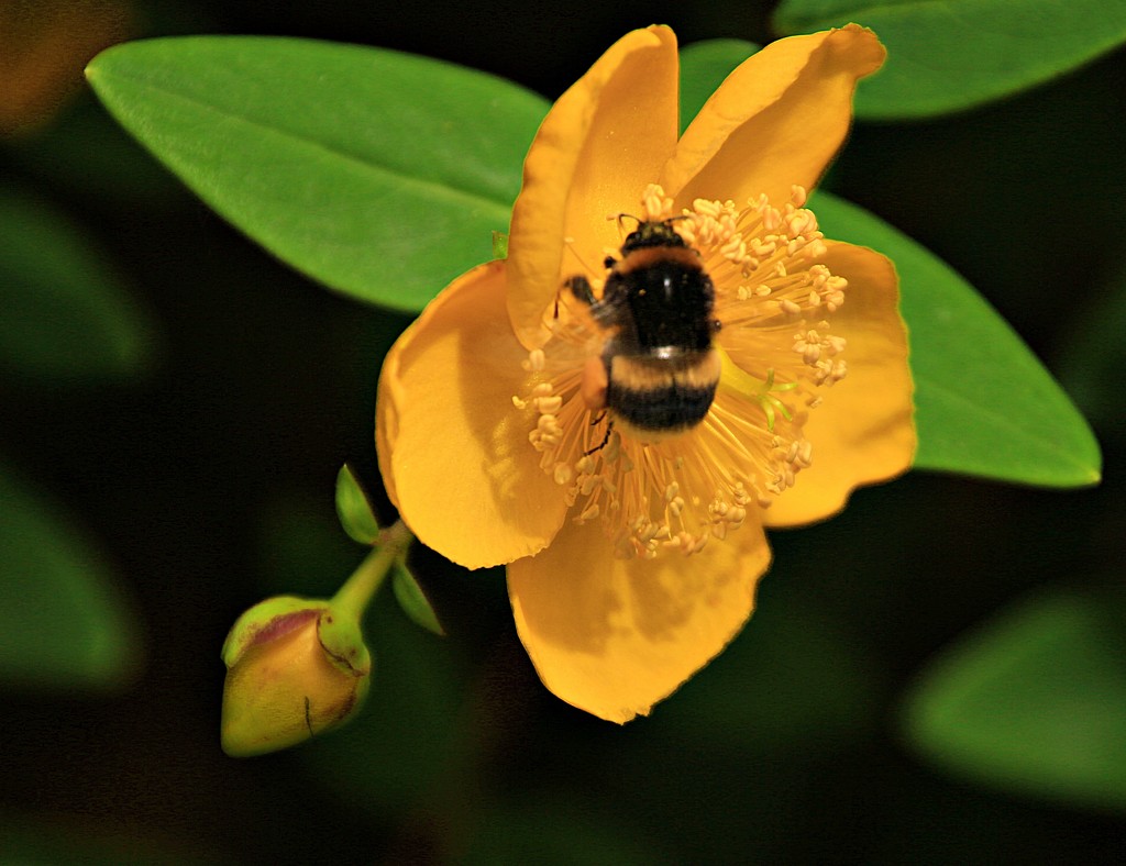 Bee-dazzled  by kiwinanna