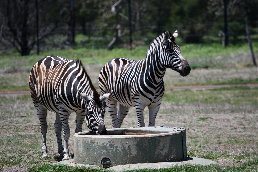 Zebra's - Werribee Open Range Zoo by kgolab