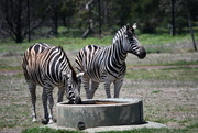 31st Dec 2018 - Zebra's - Werribee Open Range Zoo