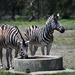 Zebra's - Werribee Open Range Zoo by kgolab