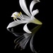 Fallen Flower _DSC3941 by merrelyn