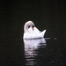 Morning Swan by tonygig