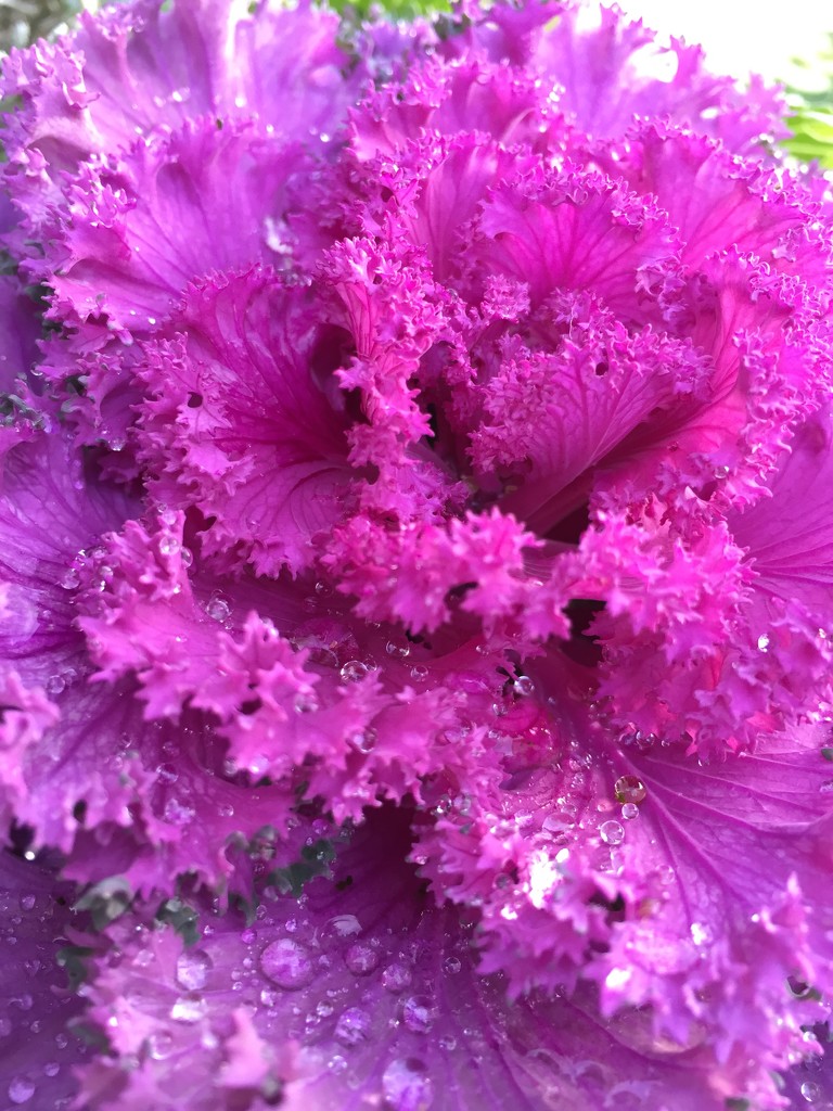 Ornamental Cabbage by imnorman