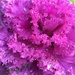 Ornamental Cabbage by imnorman