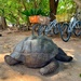 Turtle asleep.  by cocobella