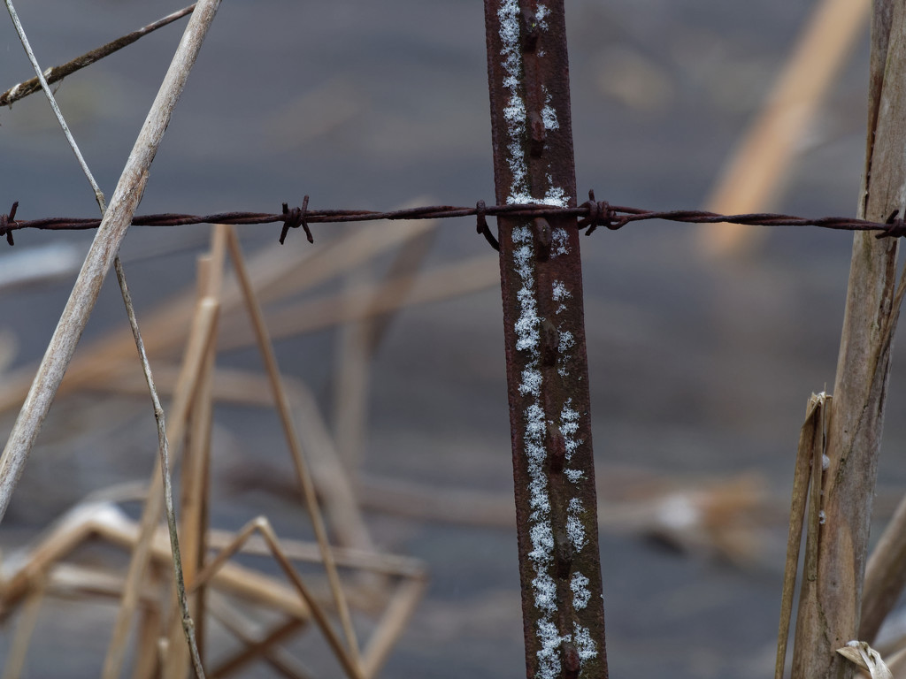 barb wire by rminer
