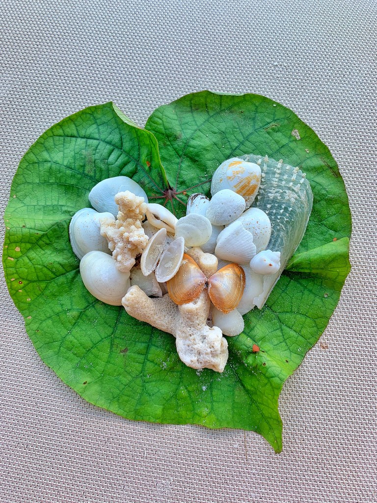 Heart of shells on a heart leaf.  by cocobella
