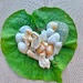 Heart of shells on a heart leaf.  by cocobella