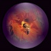 A Bee In A Purple Globe ~ by happysnaps
