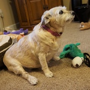 1st Jan 2019 - Sweetie Pie and her toys