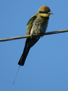 31st Dec 2018 - all the colours of the rainbow (bee eater)