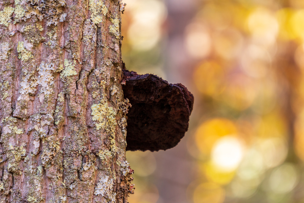 Fungal Bokeh by swchappell