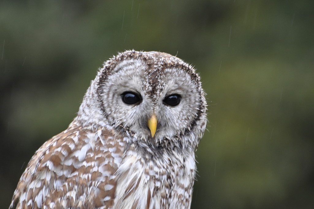 Barred Owl by frantackaberry