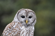 21st Dec 2018 - Barred Owl