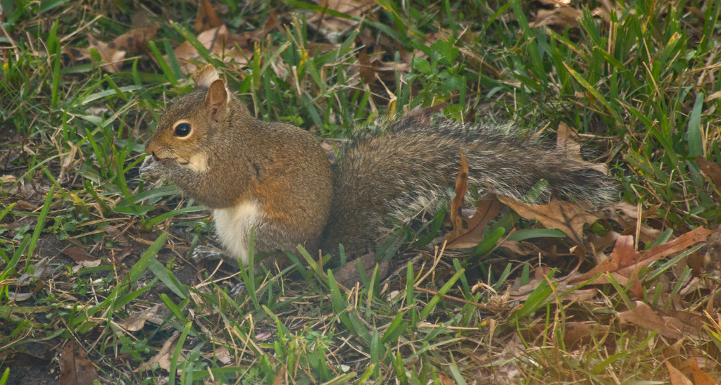 Little Squirrel, Enjoying the Treats! by rickster549