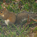 Little Squirrel, Enjoying the Treats! by rickster549